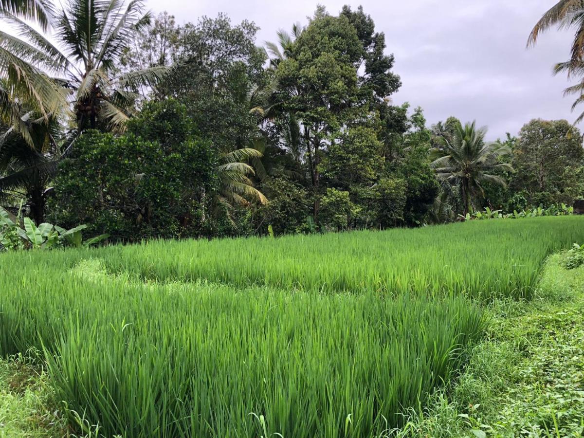 Titian Dewi Villa Ubud - 3 Bedroom Private Villa Close To Cretya Day Club Tegallalang  Eksteriør billede